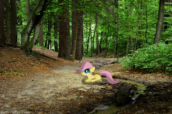 Size: 1446x967 | Tagged: safe, artist:digitalpheonix, artist:kooner-cz, fluttershy, g4, female, filly, forest, irl, photo, ponies in real life, river, solo, stream, vector