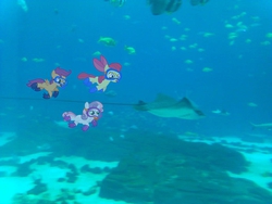 Size: 960x720 | Tagged: safe, artist:pangbot, artist:tokkazutara1164, apple bloom, scootaloo, sweetie belle, fish, manta ray, g4, cutie mark crusaders, irl, photo, ponies in real life, scuba gear, swimming, underwater, vector