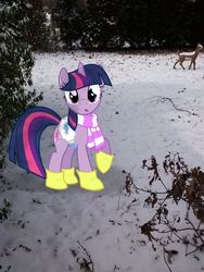 Size: 1944x2592 | Tagged: safe, artist:moongazeponies, artist:tokkazutara1164, twilight sparkle, g4, boots, clothes, irl, photo, ponies in real life, saddle, scarf, snow, solo, tree, vector