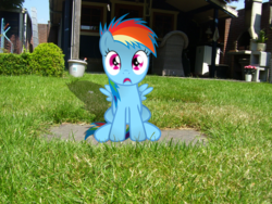 Size: 2304x1728 | Tagged: safe, artist:thijs-jan, rainbow dash, g4, backyard, female, filly, filly rainbow dash, irl, photo, ponies in real life, solo