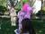 Size: 2048x1536 | Tagged: safe, fluttershy, pinkie pie, oc, oc:fluffle puff, human, g4, cosplay, fursuit, irl, irl human, photo