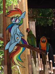 Size: 2448x3264 | Tagged: safe, artist:cinnamonsand, rainbow dash, parrot, g4, high res, irl, photo, ponies in real life