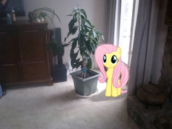 Size: 2592x1944 | Tagged: safe, artist:takua770, artist:tokkazutara1164, fluttershy, g4, :t, curtains, irl, photo, plant, ponies in real life, solo, tree, vector, window