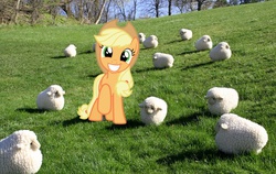 Size: 625x396 | Tagged: safe, applejack, earth pony, pony, sheep, g4, cute, female, grin, irl, jackabetes, looking at you, mare, outdoors, photo, photoshop, photoshorp, plushie, ponies in real life, raised hoof, shorp, shorps, shuggle, smiling, squee