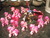 Size: 3648x2736 | Tagged: safe, artist:40kponyguy, pinkie pie, earth pony, pony, g4, too many pinkie pies, blind bag, female, figurine, gaming miniature, glitter, greater daemon, high res, lord of change, mare, miniature, multeity, rainbow power, too much pink energy is dangerous, toy, tzeentch, warhammer (game), warhammer 40k