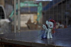 Size: 6000x4000 | Tagged: safe, artist:explonova, rainbow dash, g4, brushable, irl, photo, photography, solo, toy