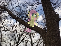 Size: 2592x1944 | Tagged: safe, artist:starboltpony, artist:tokkazutara1164, fluttershy, pegasus, pony, g4, bare tree, female, irl, mare, photo, ponies in real life, sitting, sitting in a tree, solo, tree, vector