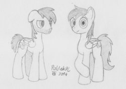 Size: 1063x751 | Tagged: safe, artist:poldekpl, oc, oc only, oc:poldek, oc:poldzia, pegasus, pony, facial hair, monochrome, pencil drawing, rule 63, self ponidox, traditional art