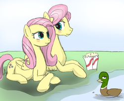 Size: 1488x1222 | Tagged: safe, artist:patch, fluttershy, duck, mallard, pegasus, pony, g4, belly, blushing, butterscotch, colored, female, male, mare, pregnant, rule 63, self ponidox, selfcest, shipping, stallion, straight