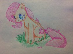 Size: 1024x765 | Tagged: safe, artist:saucynadles, fluttershy, g4, female, sitting, solo, traditional art