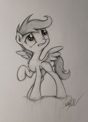 Size: 2364x3291 | Tagged: safe, artist:pajaga, scootaloo, g4, female, high res, monochrome, solo, traditional art