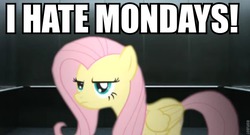 Size: 854x462 | Tagged: safe, fluttershy, g4, female, garfield, meme, solo