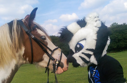 Size: 1920x1262 | Tagged: safe, artist:cutehornyunicorn, oc, oc only, oc:silent thunder, horse, zebra, boop, furry, fursuit, irl, irl horse, noseboop, nuzzling, photo