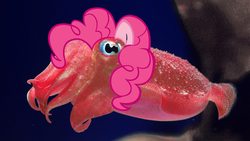 Size: 1920x1080 | Tagged: safe, edit, pinkie pie, cuttlefish, g4, nightmare fuel, species swap