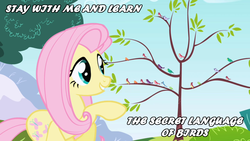 Size: 800x450 | Tagged: safe, screencap, fluttershy, g4, lyrics, music, song, song reference