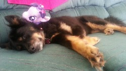 Size: 1280x720 | Tagged: safe, twilight sparkle, g4, aurora, couch, irl, irl dog, photo, plushie