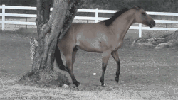 Size: 400x225 | Tagged: dead source, source needed, safe, horse, animated, apple, applebucking, barely pony related, clever girl, eating, gif, horses doing horse things, irl, irl horse, mind blown, photo, video