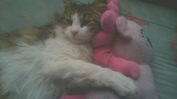 Size: 1280x720 | Tagged: safe, pinkie pie, cat, g4, cat cuddling plushies, hug, irl, photo, play by play, plushie