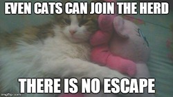 Size: 490x275 | Tagged: safe, pinkie pie, cat, g4, cat cuddling plushies, hug, image macro, irl, join the herd, meme, photo, plushie