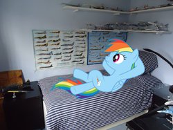 Size: 900x675 | Tagged: safe, artist:baumkuchenpony, artist:jetrixwolf, rainbow dash, g4, bed, irl, photo, plane, ponies in real life, poster, solo, vector