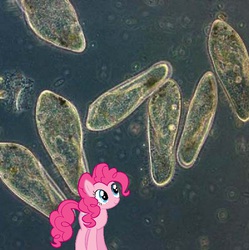 Size: 596x599 | Tagged: safe, pinkie pie, earth pony, pony, g4, irl, micro, microscopic, microscopic photography, paramecium, photo, ponies in real life