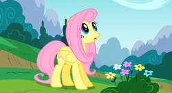 Size: 1099x597 | Tagged: safe, screencap, fluttershy, pegasus, pony, g4, my little pony: friendship is magic, season 1, sonic rainboom (episode), amused, female, looking up, mare, solo