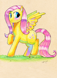 Size: 638x878 | Tagged: safe, artist:lovelessrapture, fluttershy, g4, female, solo, traditional art