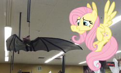 Size: 3264x1978 | Tagged: safe, artist:porygon2z, fluttershy, bat, g4, irl, photo, ponies in real life