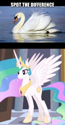 Size: 1494x2855 | Tagged: safe, edit, edited screencap, screencap, princess celestia, swan, g4, comparison, image macro, meme, needs more jpeg, photo, smiling, spot the difference, spread wings, swanlestia