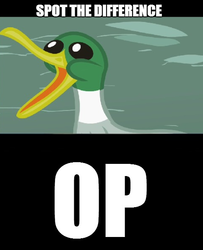 Size: 484x595 | Tagged: safe, duck, derpibooru, image macro, meme, meta, op, op is a duck, reaction image, spot the difference