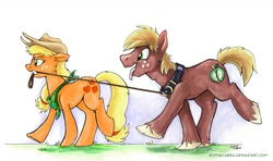 Size: 800x473 | Tagged: safe, artist:spainfischer, applejack, big macintosh, earth pony, pony, g4, big macindog, collar, cute, discorded, leash, male, mouth hold, neckerchief, stallion, traditional art, unshorn fetlocks, walking