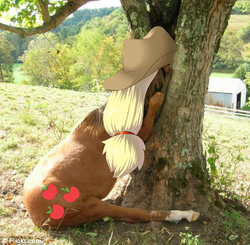 Size: 468x458 | Tagged: safe, edit, applejack, horse, pony, g4, hoers, irl, irl horse, live action applejack, photo, recolored hoers, silly, silly pony, stuck, who's a silly pony