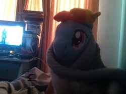 Size: 1280x956 | Tagged: safe, artist:jefejuandavid, rainbow dash, g4, irl, photo, plushie