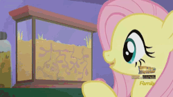 Size: 500x281 | Tagged: safe, screencap, fluttershy, ant, g4, season 5, the one where pinkie pie knows, animated, ant farm, cute, discovery family, eye shimmer, female, leaf, shyabetes, solo