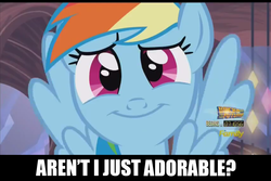 Size: 1278x852 | Tagged: safe, edit, edited screencap, screencap, rainbow dash, pegasus, pony, g4, the one where pinkie pie knows, :i, bronybait, cute, dashabetes, female, grin, looking at you, mare, question, smiling, solo, spread wings, text