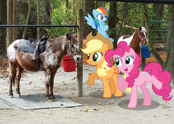 Size: 4200x2988 | Tagged: safe, artist:cloudy glow, artist:porygon2z, artist:rainbowswirlix, applejack, pinkie pie, rainbow dash, earth pony, horse, pony, g4, bucket, furry confusion, horse-pony interaction, irl, irl horse, palomino, photo, pink coat, pink mane, pink tail, ponies in real life, saddle, tack, tail, tree, vector, wings