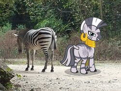 Size: 3576x2668 | Tagged: safe, artist:porygon2z, zecora, pony, zebra, g4, butt, high res, irl, photo, plot, ponies in real life, real pony, real zebra, zecorass