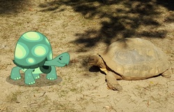 Size: 4224x2724 | Tagged: safe, artist:porygon2z, tank, reptile, tortoise, g4, irl, irl tortoise, photo, ponies in real life, vector