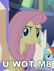 Size: 483x638 | Tagged: safe, fluttershy, g4, what about discord?, fluttershy is not amused, image macro, meme, reaction image, u wot m8, unamused