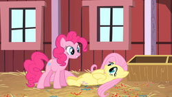 Size: 1280x720 | Tagged: safe, screencap, fluttershy, pinkie pie, pony, g4, the last roundup, barn, belly, cute, eye contact, frown, grin, hay, on back, out of context, shyabetes, smiling, surprise party, sweet apple acres