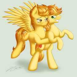 Size: 1024x1024 | Tagged: safe, artist:novaintellus, braeburn, spitfire, earth pony, pegasus, pony, g4, crack shipping, duo, female, gray background, male, mare, rearing, shipping, simple background, spitburn, stallion, straight