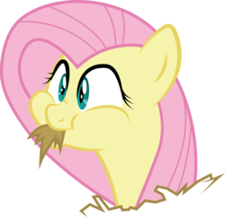Size: 5795x5602 | Tagged: dead source, safe, artist:owlisun, fluttershy, g4, the hooffields and mccolts, :t, absurd resolution, cross-eyed, cute, female, full mouth, hay, horses doing horse things, nose wrinkle, puffy cheeks, shyabetes, simple background, smiling, solo, transparent background, vector, wide eyes