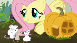 Size: 1904x1066 | Tagged: safe, screencap, fluttershy, mouse, pegasus, pony, g4, the hooffields and mccolts, cute, discovery family logo, female, food, mare, pumpkin, pumpkin house, smiling