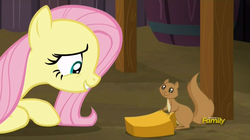 Size: 1903x1066 | Tagged: safe, screencap, fluttershy, pegasus, pony, squirrel, g4, the hooffields and mccolts, cute, discovery family logo, female, looking at each other, mare, shyabetes, smiling