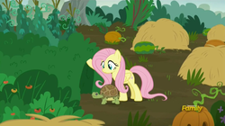 Size: 1904x1067 | Tagged: safe, screencap, fluttershy, pegasus, pony, tortoise, g4, the hooffields and mccolts, animal, bush, cute, discovery family logo, female, food, garden, hay, hay bale, mare, pumpkin, watermelon