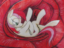 Size: 4288x3216 | Tagged: safe, artist:scribblepwn3, roseluck, earth pony, pony, g4, female, flower, not vore, on back, pen, rose, solo, traditional art, watercolor painting