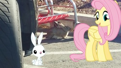 Size: 2981x1676 | Tagged: safe, angel bunny, fluttershy, rabbit, g4, cute