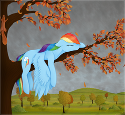 Size: 1060x970 | Tagged: safe, artist:greymirror, rainbow dash, g4, autumn, female, sleeping, solo, tree, tree branch