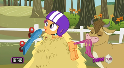 Size: 640x351 | Tagged: safe, screencap, bessie, scootaloo, cow, g4, sleepless in ponyville, butt, hay, helmet, plot, scootabutt, scooter, tail bite