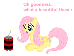 Size: 2484x1888 | Tagged: safe, artist:vincentthecrow, fluttershy, g4, abuse, dynamite, explosives, female, flower, flutterbuse, imminent darwin award, imminent explosion, oblivious, simple background, solo, stupid shy, stupidity, this will end in death, this will end in tears, this will end in tears and/or death, this will not end well, too dumb to live, transparent background, vector, vtc's wacky vectors